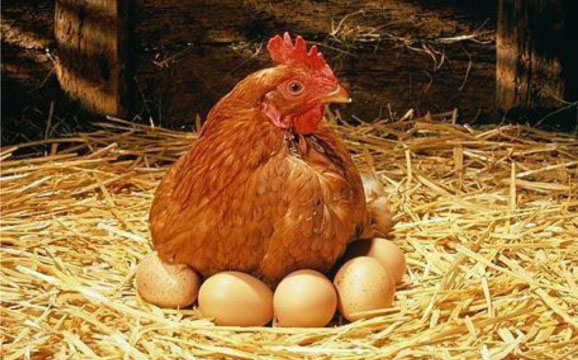 Poule